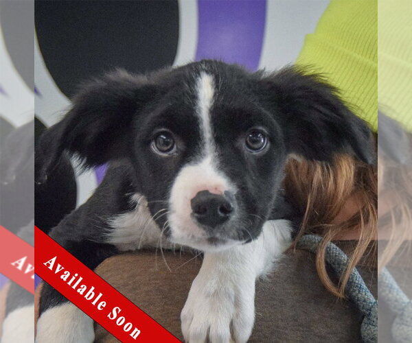 Medium Photo #1 Border Collie-Unknown Mix Puppy For Sale in Huntley, IL, USA