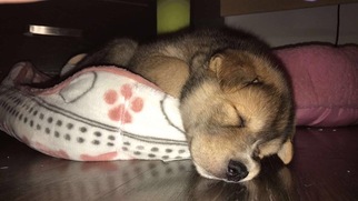 Sharberian Husky Puppy for sale in BRONX, NY, USA