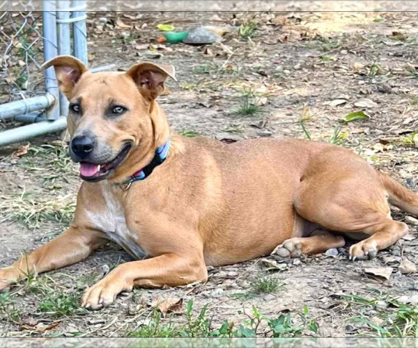 Medium Photo #3 Mutt Puppy For Sale in Calhoun, GA, USA