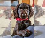 Small Photo #1 Boykin Spaniel Puppy For Sale in BELTON, SC, USA