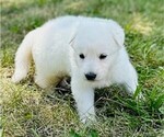 Small #2 German Shepherd Dog