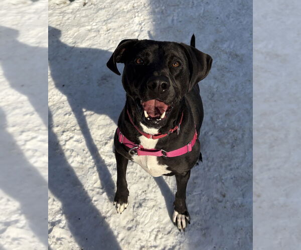 Medium Photo #3 Mutt Puppy For Sale in Elmsford, NY, USA