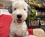 Small Photo #1 Sheepadoodle Puppy For Sale in HUNTINGTON BEACH, CA, USA