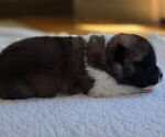 Small #3 Akita