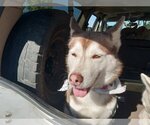Small Photo #11 Siberian Husky Puppy For Sale in Pacific grove , CA, USA
