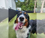 Small #5 Bernese Mountain Dog