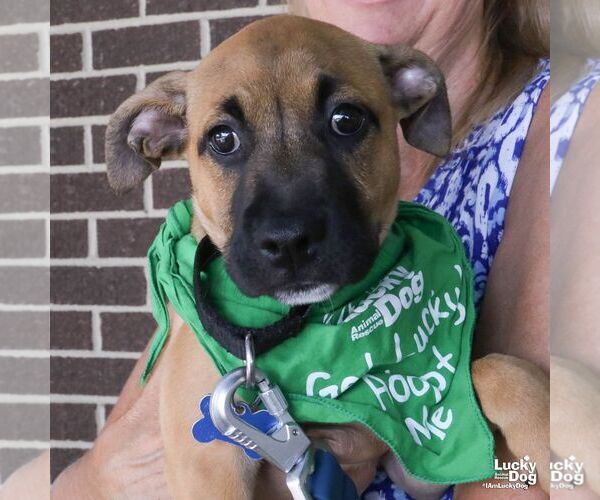 Medium Photo #3 Mutt Puppy For Sale in Washington, DC, USA