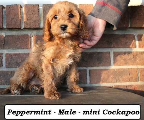 Medium Photo #4 Cockapoo (Miniature) Puppy For Sale in CLARKRANGE, TN, USA