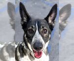 Small #12 Mutt