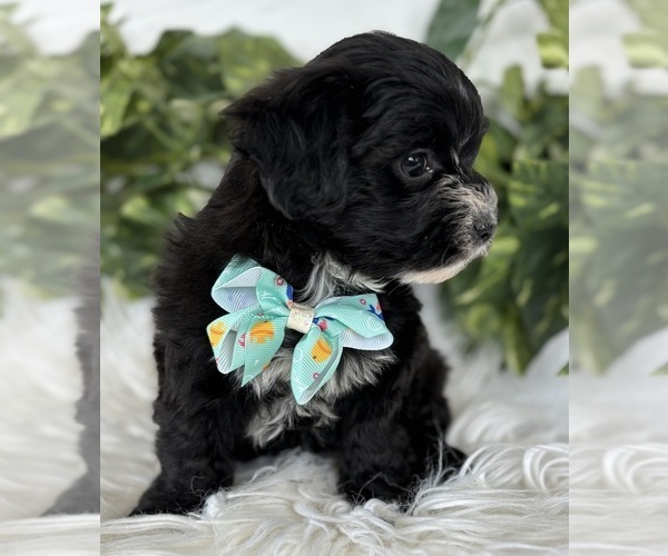 Medium Photo #15 Morkie Puppy For Sale in ROCK STREAM, NY, USA