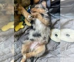 Small #1 Australian Shepherd