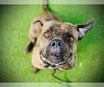 Small #1 American Staffordshire Terrier-Bulldog Mix