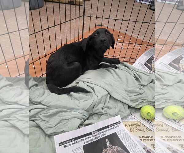 Medium Photo #2 Labrador Retriever-Unknown Mix Puppy For Sale in SHERBURNE, NY, USA
