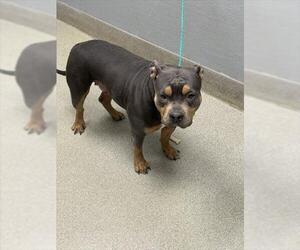 Staffordshire Bull Terrier-Unknown Mix Dogs for adoption in Las Vegas, NV, USA
