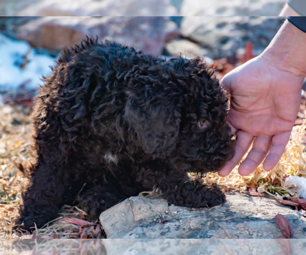 Medium Photo #38 Spanish Water Dog Puppy For Sale in SIMLA, CO, USA
