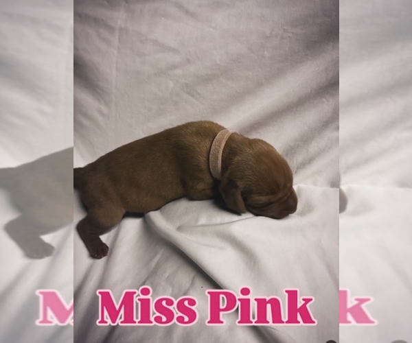 Medium Photo #6 Vizsla Puppy For Sale in AGUA DULCE, CA, USA