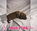 Puppy Miss Pink Vizsla