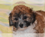 Small #3 Bichpoo
