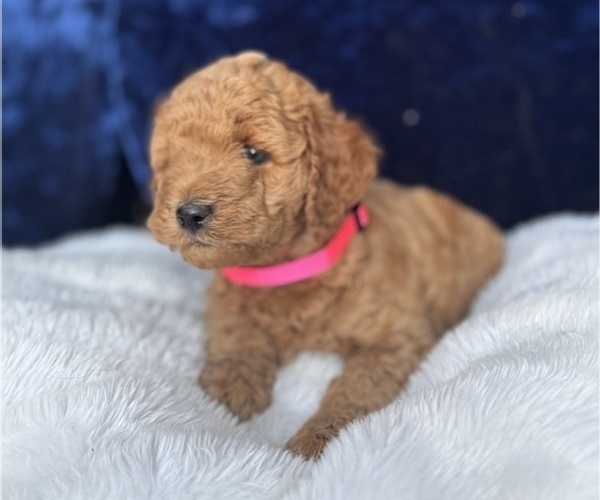 Medium Photo #9 Goldendoodle (Miniature) Puppy For Sale in SAN FERNANDO, CA, USA