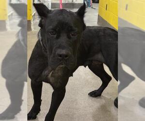 Mutt Dogs for adoption in Forestville, MD, USA