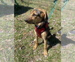 Small #1 German Shepherd Dog Mix