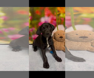 Labrador Retriever-Unknown Mix Dogs for adoption in SHERBURNE, NY, USA