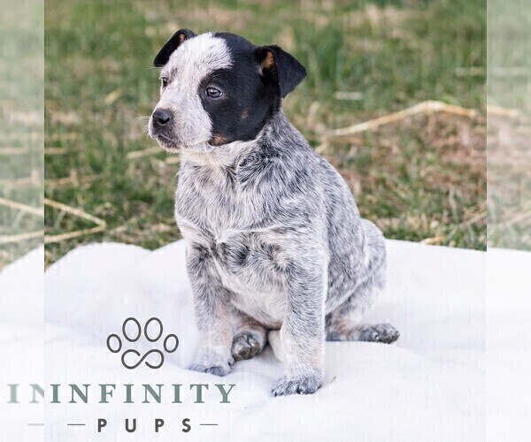 Medium Photo #2 Australian Cattle Dog Puppy For Sale in CHAMBERSBURG, PA, USA