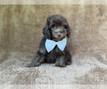 Small #6 Cavapoo (Miniature)