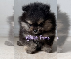 Pomeranian Puppy for sale in LEHIGH ACRES, FL, USA