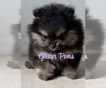 Image preview for Ad Listing. Nickname: Litter of 3
