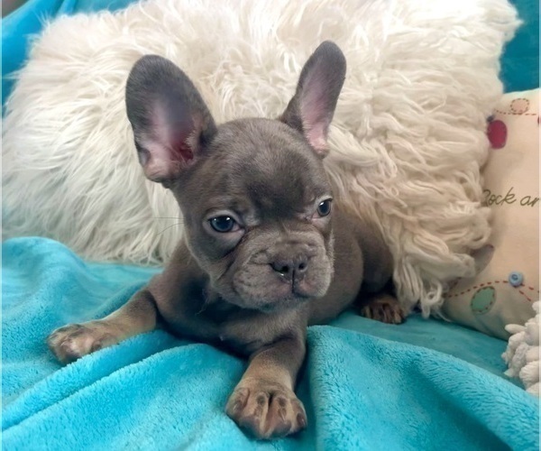 Medium Photo #6 French Bulldog Puppy For Sale in GUILFORD, CT, USA