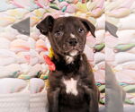 Small #3 American Staffordshire Terrier Mix
