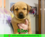Small #6 Chow Chow Mix