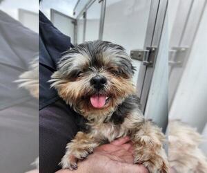 Shih Tzu-Unknown Mix Dogs for adoption in San Antonio, TX, USA