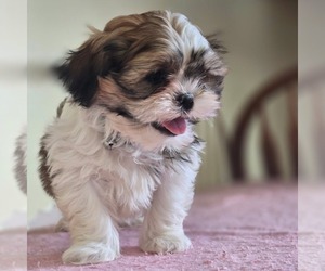 Shih-Poo Puppy for sale in REEDSBURG, WI, USA