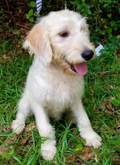 Labradoodle Puppy for sale in ADRIAN, GA, USA