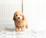 Small #3 Poodle (Toy)