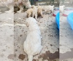 Small #3 Goldendoodle