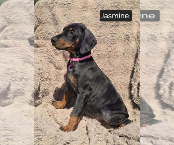 Medium Photo #4 Doberman Pinscher Puppy For Sale in POMEROY, OH, USA