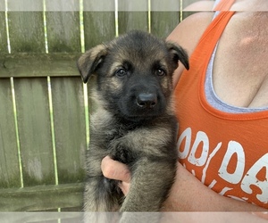 German Shepherd Dog Puppy for Sale in ALTAMONT, Illinois USA