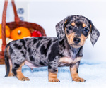 Puppy 2 Dachshund