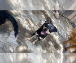Small #2 Chiweenie