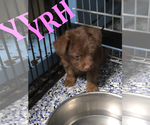Small Mutt