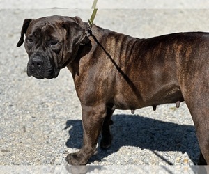 Boerboel Puppy for sale in THREE RIVERS, MI, USA