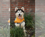 Small #1 Siberian Husky