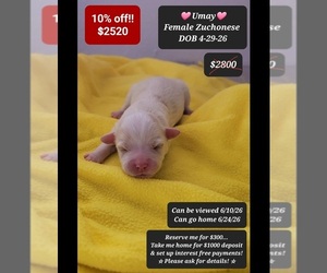 Havanese-Zuchon Mix Puppy for sale in TUCSON, AZ, USA
