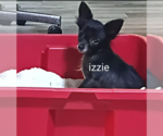 Small Chihuahua Mix