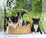 Small #3 Boston Terrier