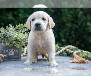 Medium English Cream Golden Retriever