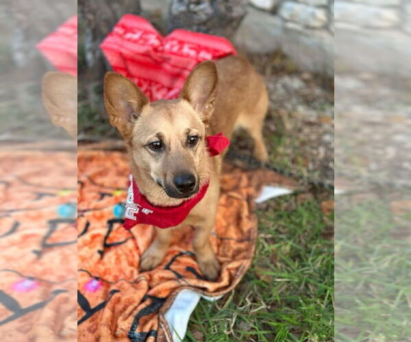 Medium Photo #2 Mutt Puppy For Sale in FRAMINGHAM, MA, USA